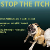 Dog and Cat scratching themselves. Pet immunity, pet vitamins, hot spots and itchiness.